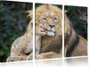 schöner Löwe mit Jungtier Leinwandbild 3 Teilig
