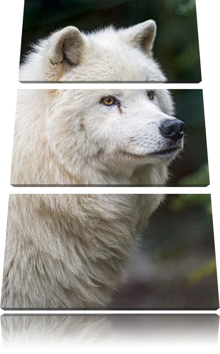 prächtiger Polarwolf Leinwandbild 3 Teilig