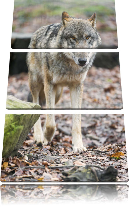 Wolf im Laubwald Leinwandbild 3 Teilig