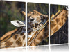 fressende Giraffe Leinwandbild 3 Teilig