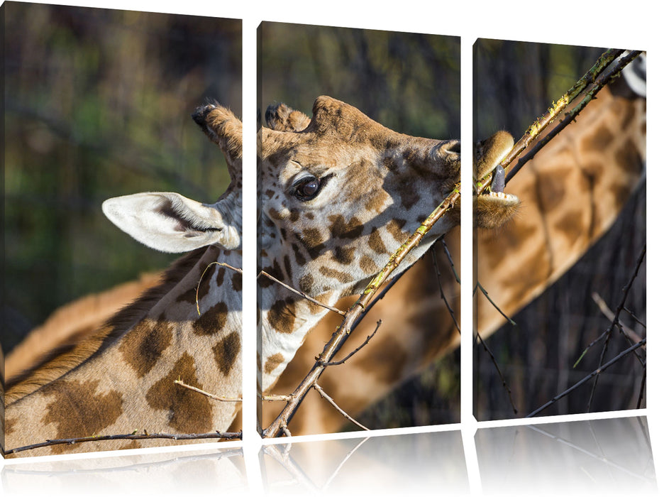 fressende Giraffe Leinwandbild 3 Teilig