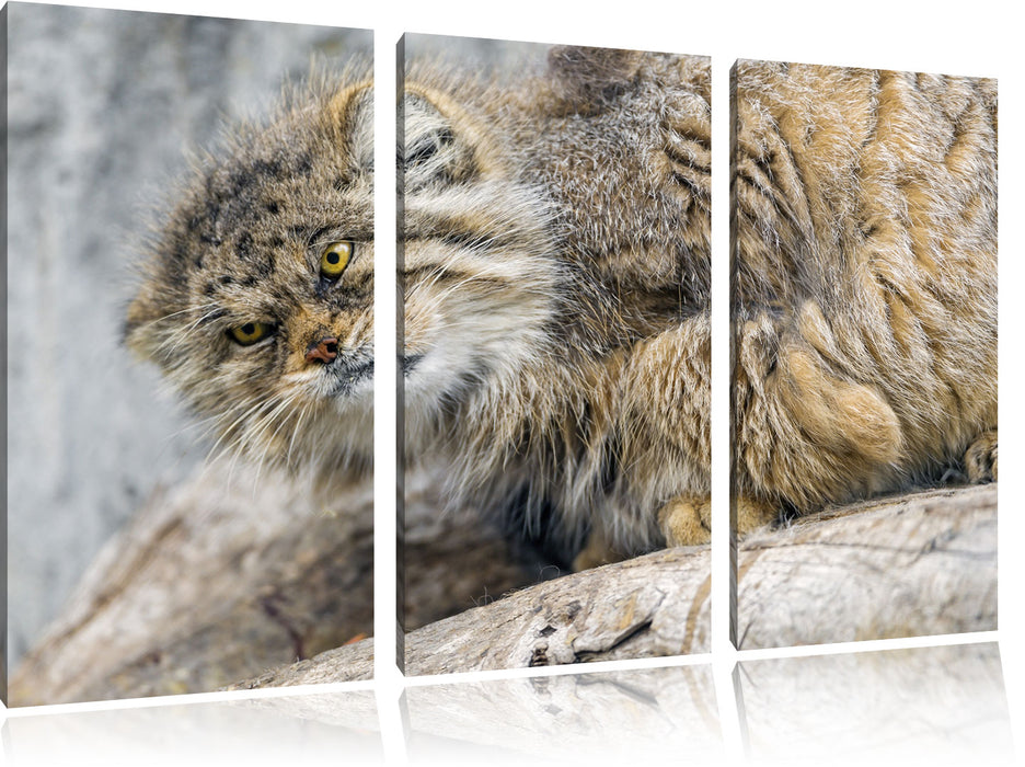 kleine Manul auf Stein Leinwandbild 3 Teilig