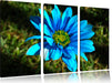 schöne blaue Blüte Leinwandbild 3 Teilig