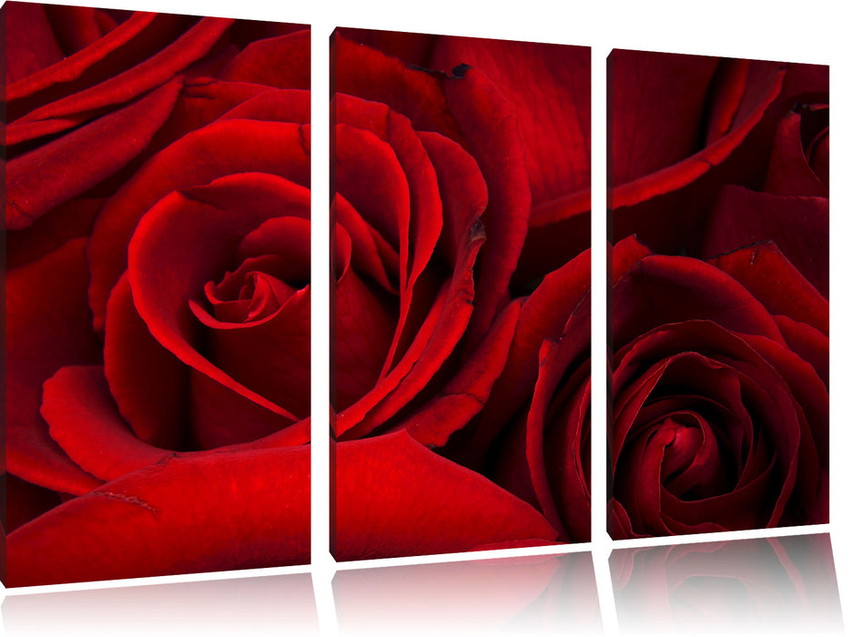 rote Rosen Leinwandbild 3 Teilig