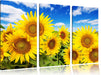 Sonnenblumenwiese unter Himmel Leinwandbild 3 Teilig