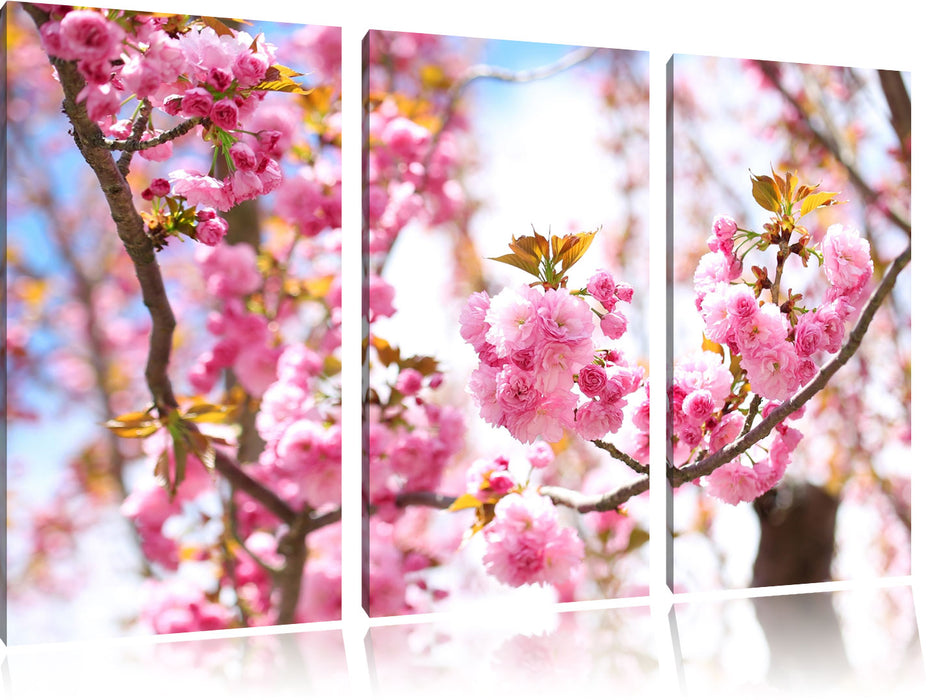 Schöne Kirschblüten Leinwandbild 3 Teilig