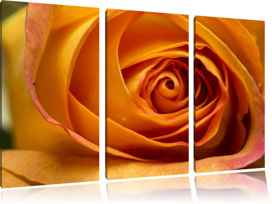 Anmutige gelbe geschlossene Rose Leinwandbild 3 Teilig