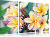 Monoi Blüten auf Hawaii Leinwandbild 3 Teilig