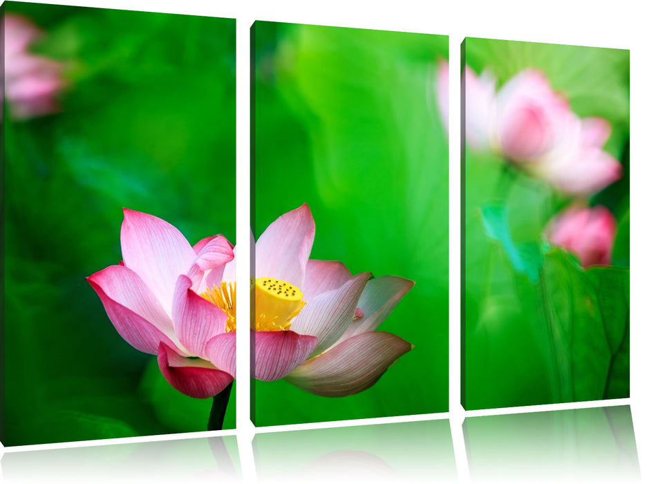 Wunderschöne Lotusblüten Leinwandbild 3 Teilig