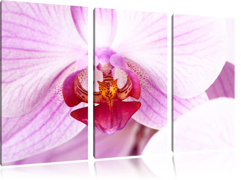 Prächtige Rosa Orchidee Leinwandbild 3 Teilig