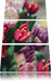 Wunderbarer Tulpenstrauß Leinwandbild 3 Teilig