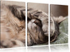 Schüchterne niedliche Katze Leinwandbild 3 Teilig