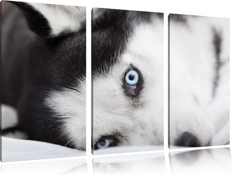 Husky mit Eisblauen Augen im Bett Leinwandbild 3 Teilig