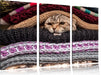 Katzen zwischen Pullovern Leinwandbild 3 Teilig
