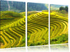 Reisplantagen Treppenfelder Leinwandbild 3 Teilig