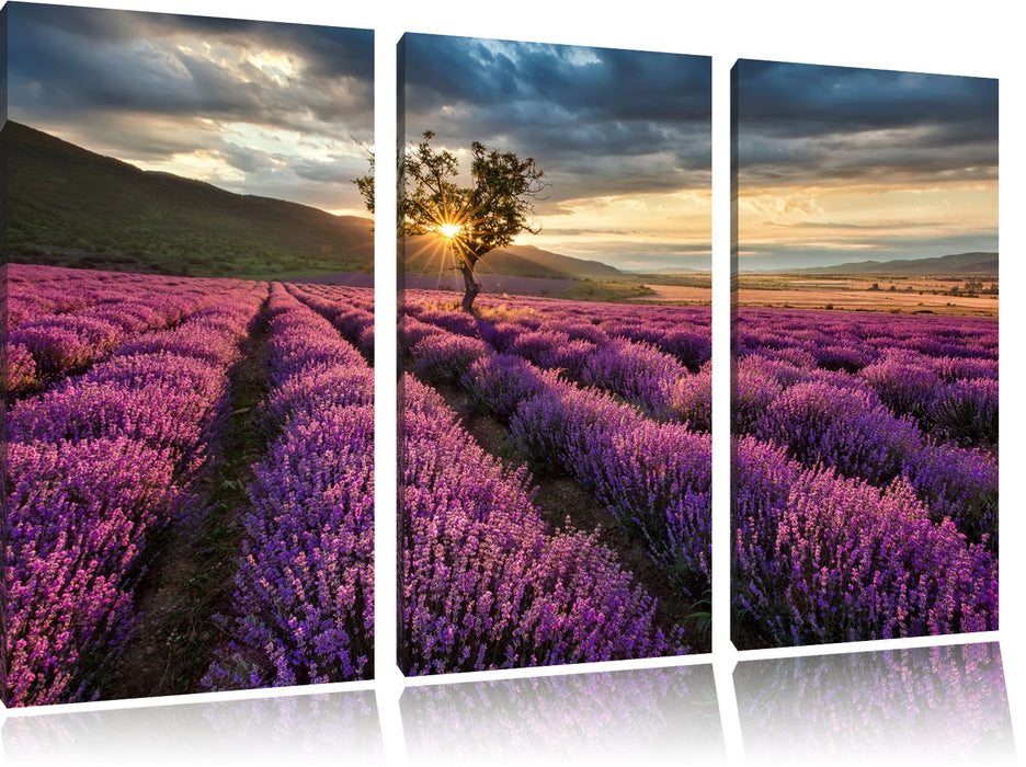Lavendel Provence mit Baum Leinwandbild 3 Teilig