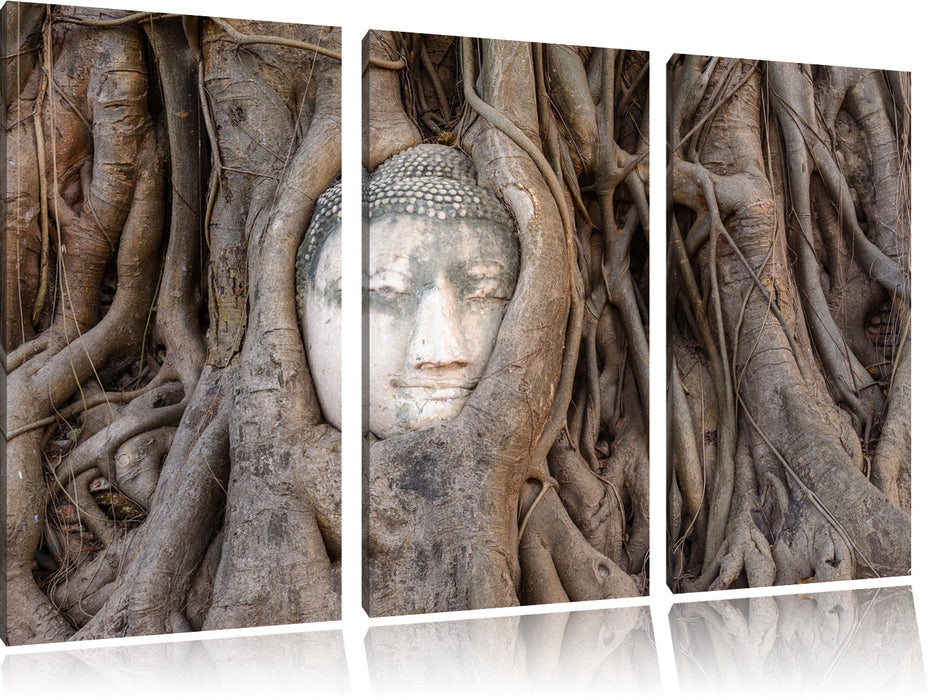 Buddha Kopf im Baum Leinwandbild 3 Teilig