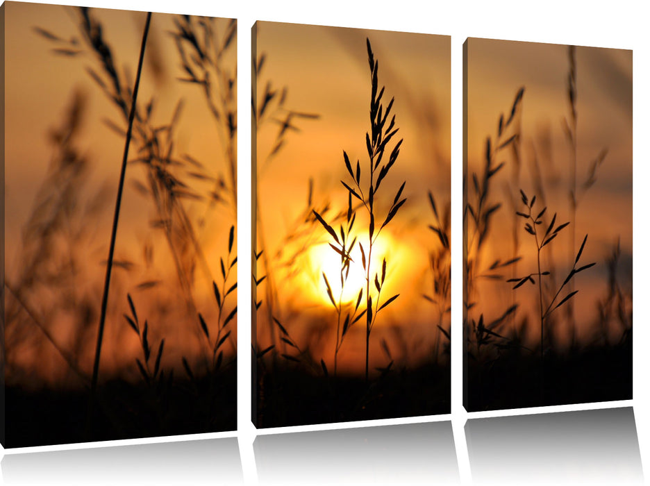 Gras bei Sonnenuntergang Leinwandbild 3 Teilig