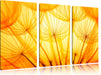 Pusteblumen oranges Licht Leinwandbild 3 Teilig