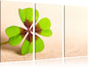 Glücks Kleeblatt mit 4 Blätern Leinwandbild 3 Teilig
