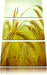 Wunderschönes Getreide Leinwandbild 3 Teilig