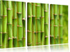 Grüner frischer Bambus Leinwandbild 3 Teilig