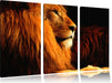 Majestäischer stolzer Löwe Leinwandbild 3 Teilig
