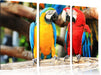 Zwei Papageien auf einem Ast Leinwandbild 3 Teilig