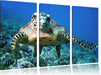 Schildkröte  Korallenriff Leinwandbild 3 Teilig