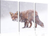 Roter Fuchs im Schneegestöber Leinwandbild 3 Teilig