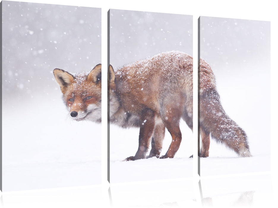 Roter Fuchs im Schneegestöber Leinwandbild 3 Teilig