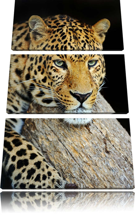 Ruhiger Leopard Leinwandbild 3 Teilig
