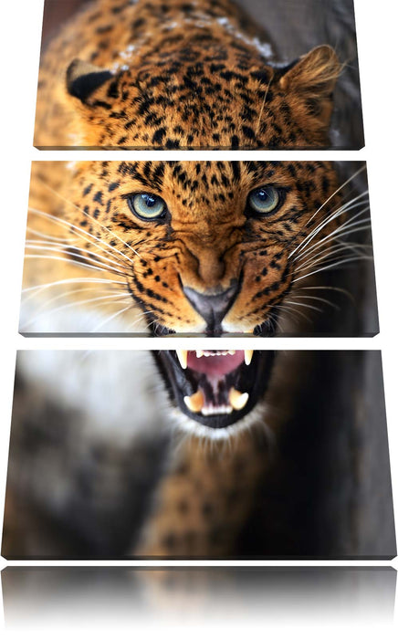 Fauchender Leopard Leinwandbild 3 Teilig