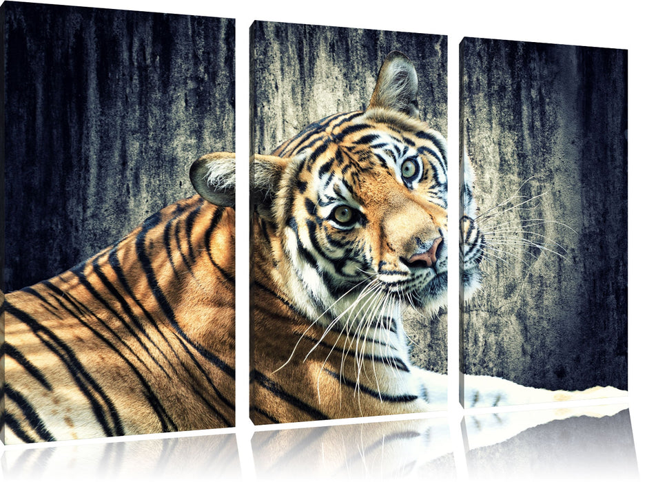 Neugieriger Tiger Leinwandbild 3 Teilig