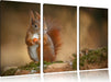 Freches Eichhörnchen mit Nuss Leinwandbild 3 Teilig