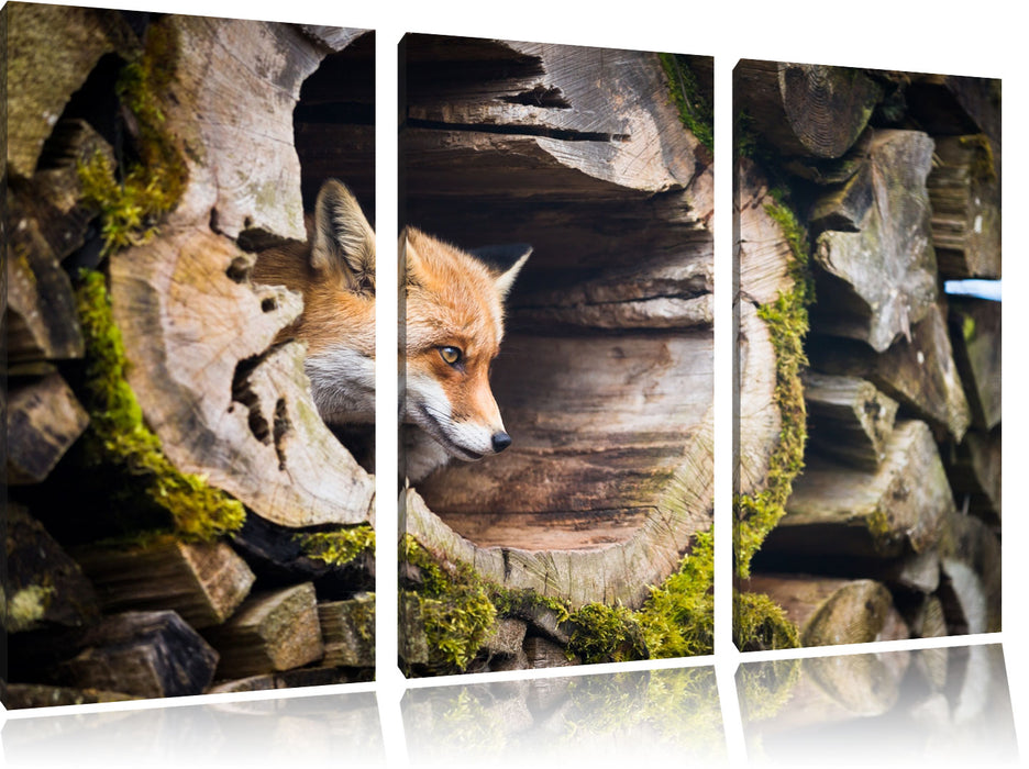 Fuchs im Baumstamm Leinwandbild 3 Teilig