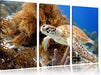 Meeresschildkröte Leinwandbild 3 Teilig