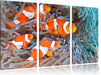 Clownsfische in Anemone Leinwandbild 3 Teilig