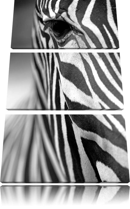 Zebra Nahaufnahme Leinwandbild 3 Teilig