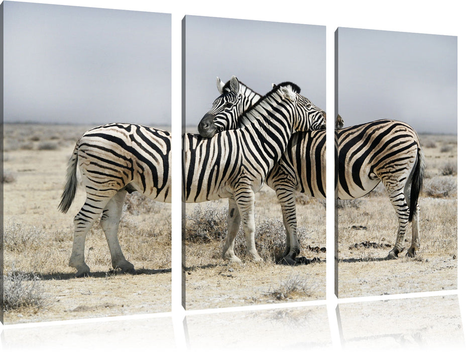 Schmusende Zebras Leinwandbild 3 Teilig
