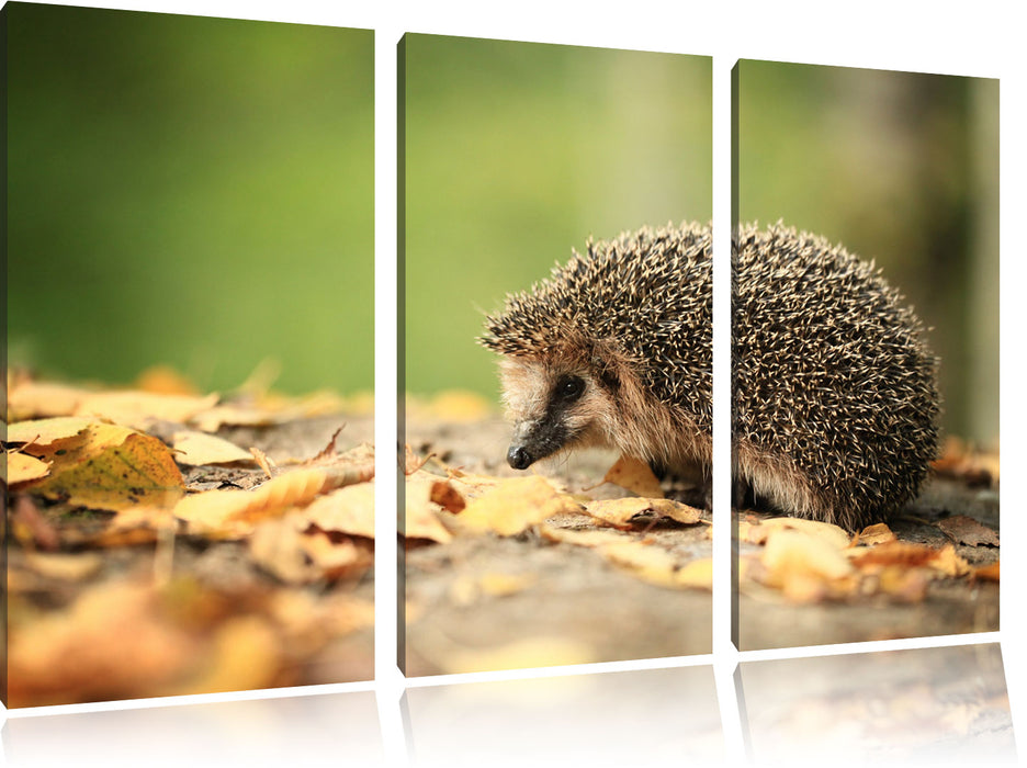 Igel im Laub Leinwandbild 3 Teilig