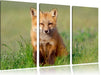 Kleiner Fuchs Leinwandbild 3 Teilig
