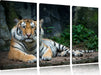 Liegender Tiger Leinwandbild 3 Teilig