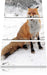 Fuchs im Schnee Leinwandbild 3 Teilig