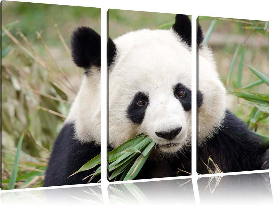 Pandabär frisst Bambus Leinwandbild 3 Teilig