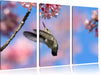 Kolibri an Kirschblüte Leinwandbild 3 Teilig