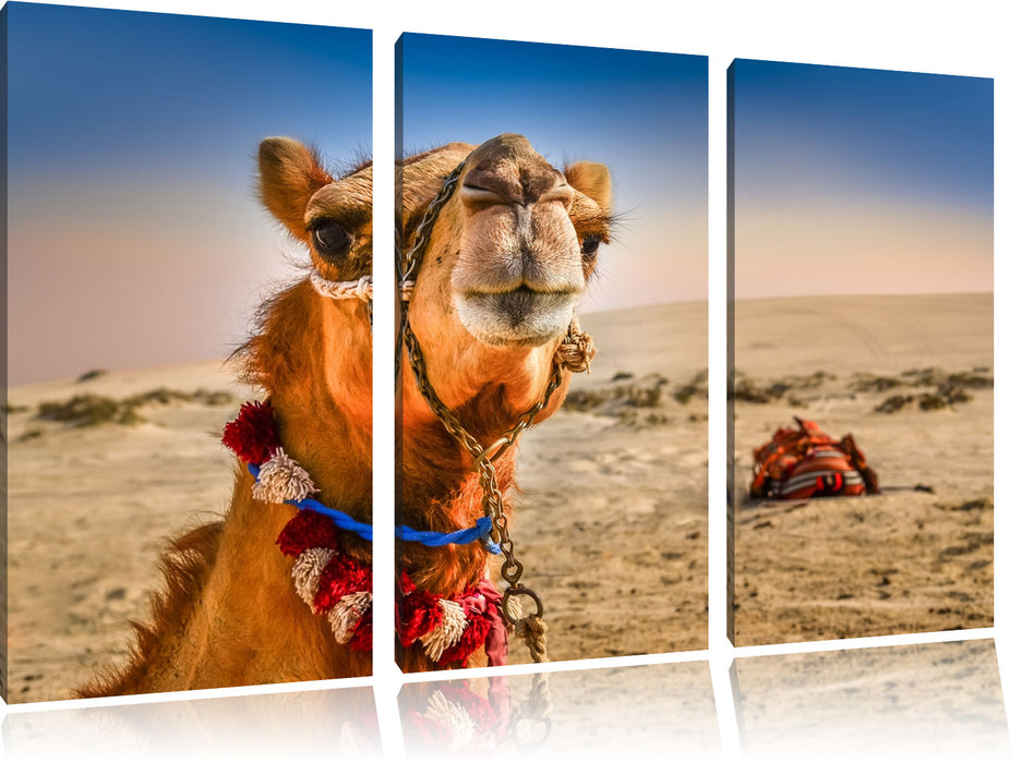 Lustiges Kamel in Wüste Leinwandbild 3 Teilig