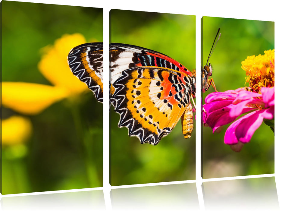 Schmetterling auf Blüte Leinwandbild 3 Teilig