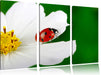 Marienkäfer auf Blüte Leinwandbild 3 Teilig