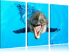 Delfin lacht Leinwandbild 3 Teilig